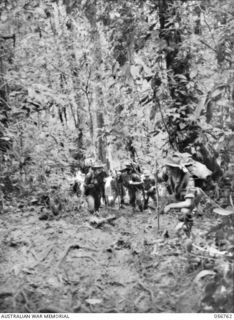 SALAMAUA AREA, NEW GUINEA. 1943-07-23. TROOPS OF THE 2/5TH BATTALION ENCOUNTER HEAVY GOING ON THE MOUNT TAMBU TRACK