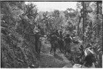 Pig festival, stake-planting, Tuguma: decorated men plant cordyline and stakes, establishing enemy boundary