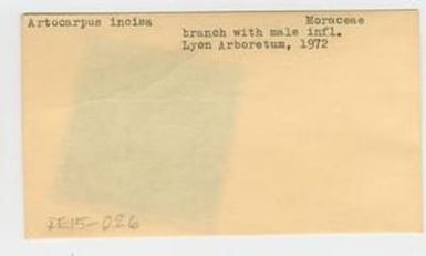 [Artocarpus incisus in Hawaii, envelope IE15-026]