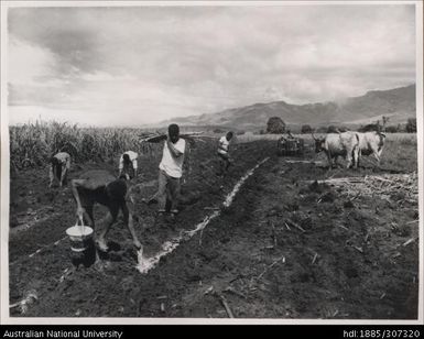 Farmers applying Sulphates to cane