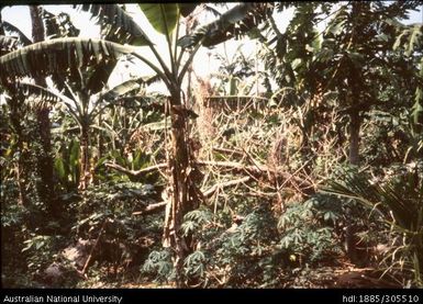 Cultivation in Malekula