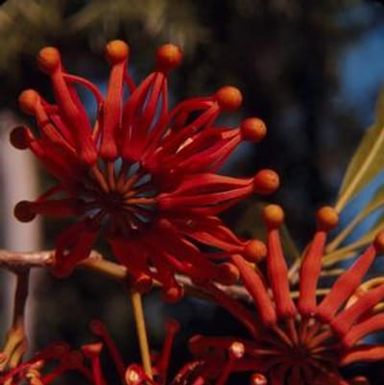 [Stenocarpus sinuatus growing in New Caledonia]