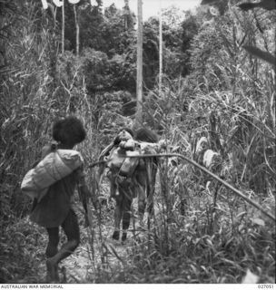 PAPUA, NEW GUINEA. 1942-10. NATIVE CARRIERS MAKING THEIR WAY THROUGH JUNGLE BETWEEN NAURO AND MENARI. NATIVES HAVE PROVED INVALUABLE AND HAVE CARRIED, BESIDES FOOD SUPPLIES, AMMUNITION AND GUNS TO ..