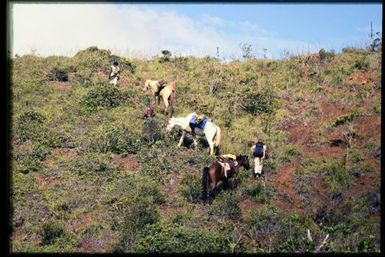 Team members with pack-horses