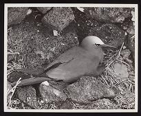 Nihoa, 1962, no negative
