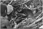 Pig festival, uprooting cordyline ritual, Tsembaga: boys prepare smoked marsupials which will be cooked with pandanus