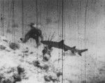 Walter H. Munk dives with shark, Bikini Atoll lagoon