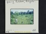 [Arthur R Wardrop standing beside] young rubber [plants], Poligolo, [Papua New Guinea, 1963?]