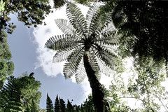 Tree Fern, Mangatautari, Waikato, New Zealand