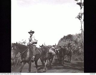 DONADABU, NEW GUINEA. 1943-11-08. A TRAIN OF THE 1ST AUSTRALIAN PACK TRANSPORT COMPANY, MOVING ALONG THE ROUNA FALLS ROAD. PACK HORSES ARE USED TO SUPPLY TROOPS IN THE VERY ROUGH MOUNTAINOUS ..