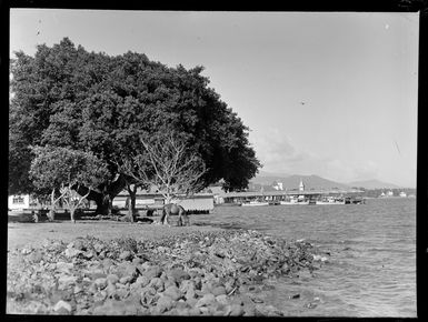 Apia waterfront with a park area, buildings and fishing boats at a wharf, Western Samoa