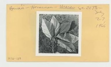 [Urena in Hawaii, envelope IE26-139]