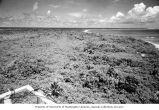 Looking southeast from an observation tower, Bikini Island, summer 1964