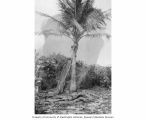 Palm tree showing damage from the atomic blasts, Lujor Island, Enewetak Atoll, summer 1949