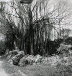 A orâ (or banyan tree), Makatea atoll