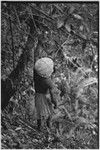 Hunting: in forest, Akis, in large barkcloth cap, sets snare in tree above