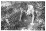 Harvesting 'ufi lei toutu'u of the Free Wesleyan Church at Pōme'e. (Sione Mali digging up yams.)