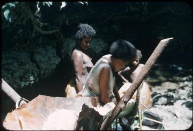 Washing trough in place (the base of a sago palm leaf) : Environs of Mapamoiwa, D'Entrecasteaux Islands, Papua New Guinea, 1956 / Terence and Margaret Spencer