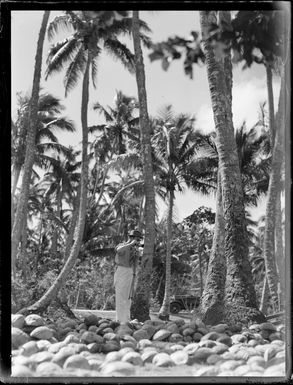 An unidentified man standing under coconut palms trees photographing coconuts on the ground, Tonga