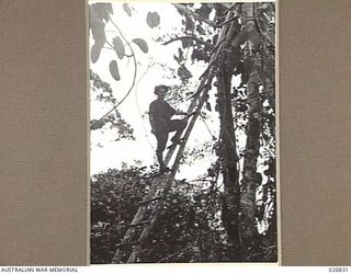 PAPUA, NEW GUINEA. 1942-10. A JAPANESE OBSERVATION POST IN A TREE WITH BUSH LADDER APPROACH. AN AUSTRALIAN SOLDIER IS SEEN CLIMBING THE LADDER