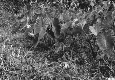 Sankt, water, leaves, shrubs, lawn, grass, cultivation, landscape, taro, photography, sanph