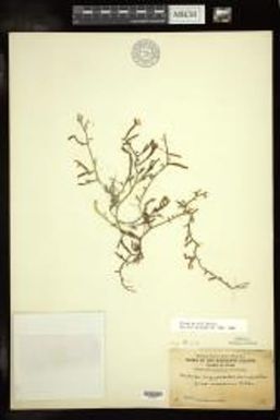 Caulerpa cupressoides var. lycopodium