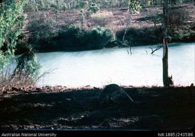 Kangaroo by the water