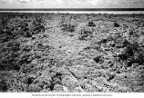 Overgrown abandoned road on the north part of Bikini Island, summer 1964