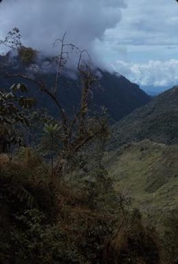 [Landscape of a thicket at Sarawaket Range, Papua New Guinea]