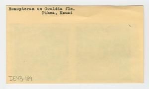 [Homopteran on Gouldia in Hawaii, envelope IE43-189]