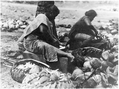 Unidentified women cutting out copra, Samoa