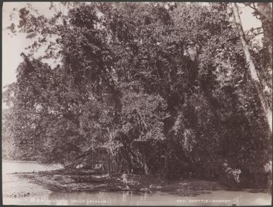 A banyan tree on the banks of the Maravari River, Vella Lavella, Solomon Islands, 1906 / J.W. Beattie