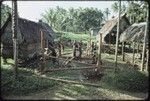 House-building: men construct frame, notched vertical posts, betel nut (areca) palm at left is taboo with coconut frond tied around it