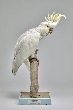 Cacatua galerita