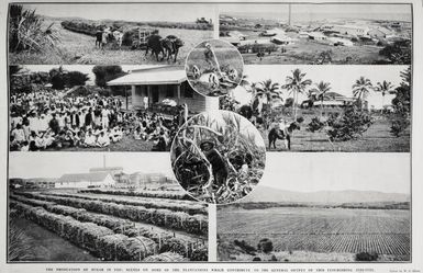 The production of sugar in Fiji