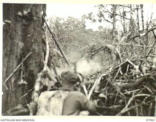 BOUGAINVILLE ISLAND. 1944-12-30. N197533 PRIVATE O. LANGDON, NO.16 PLATOON, D COMPANY, FIRING A BURST FROM HIS BREN GUN AT A JAPANESE SNIPER WHO WAS HOLDING UP THE ATTACK BY TROOPS OF A AND D ..