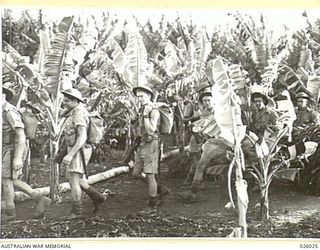 PAPUA, NEW GUINEA. 1942-07. MEMBERS OF AN AUSTRALIAN INFANTRY MOVING THROUGH A BANANA PLANTATION. SCOUTS KEEP A SHARP LOOK-OUT FOR SIGNS OF JAPANESE IN THESE DENSE AREAS
