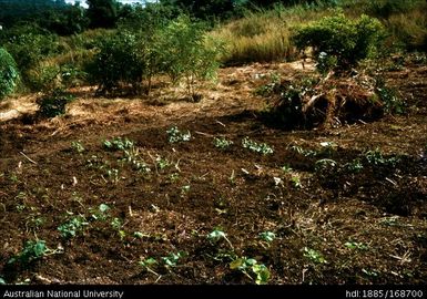 Gardening activities, Rabia Camp