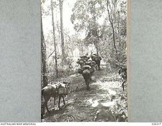 PAPUA, NEW GUINEA. 1942-08. MUCH OF THE SUPPLIES FOR THE FORWARD AREA IN NEW GUINEA WHERE THE COUNTRY IS INACCESSIBLE TO WHEELED TRANSPORT, IS TAKEN FORWARD BY MULE PACK TEAMS WHICH ARE OPERATED BY ..