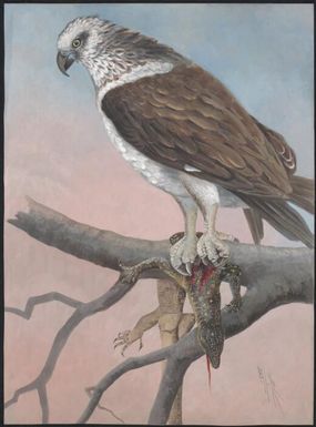 Osprey, Papua New Guinea, 1917 / Ellis Rowan