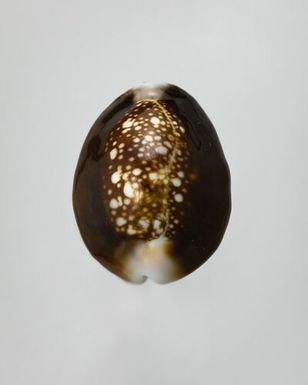 ["Monetaria caputserpentis (Linnaeus, 1758)", "Cypraea caputserpentis (Linnaeus, 1758)", "Cypraea caputserpentis (Linnaeus, 1758)", "Serpent's-Head/Snake-Head Cowry"]