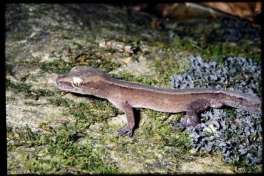 Dierogekko validiclavis
