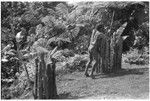 Elota and banana tree protected from pigs by fence