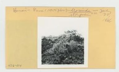 [Morinda and Polypodium amidst 1955 Puna lava flow in Hawaii, envelope IE26-014]