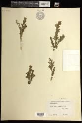 Selaginella arbuscula