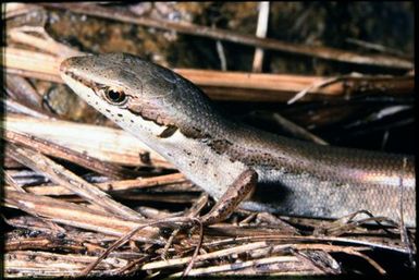 Lioscincus vivae
