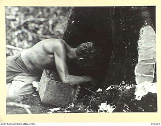 DUMPU AREA, NEW GUINEA. 1944-04-18. VX122379 SAPPER A. HYDE, 15TH FIELD COMPANY, ROYAL AUSTRALIAN ENGINEERS LAYING AN EXPLOSIVE CHARGE UNDER A TREE DURING THE CONSTRUCTION OF THE ROAD