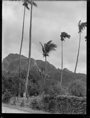 Palm trees and hills, Rarotonga, Cook Islands