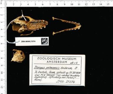 Pteropus pelewensis skull