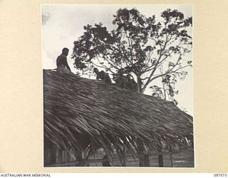 MAPRIK, NEW GUINEA. 1945-10-03. NATIVES CONSTRUCTING A STOREROOM FOR FOODSTUFFS AND GENERAL SUPPLIES AT AUSTRALIAN NEW GUINEA ADMINISTRATIVE UNIT HEADQUARTERS. THEY ARE WORKING UNDER THE ..